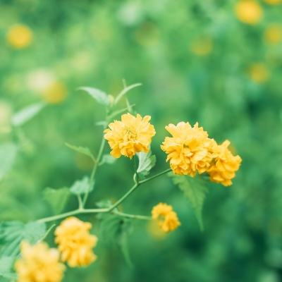 星愈者国际版手游(star healer)下载